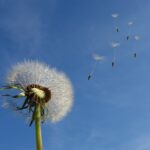 dandelion-sky-flower-nature-39669